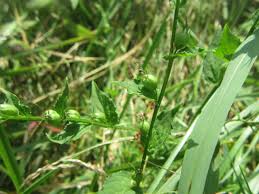 Image result for Lobelia petiolata