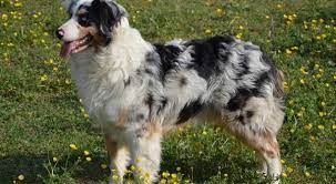 Check out our australian shepherd selection for the very best in unique or custom, handmade pieces from our shops. Australian Shepherd Price How Much Does An Australian Shepherd Cost Alldogsworld Com