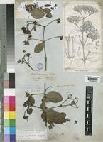 Image result for Usteria guineensis