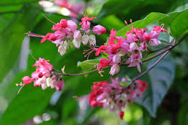 Image result for Clerodendrum poggei