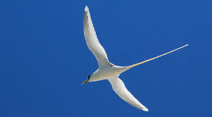 They use their long, sharp bills to stab at fish, frogs, or large insects while gracefully wading through estuarine shallows, ponds, marshes, and ditches. White Tailed Tropicbird Kilauea Point U S Fish And Wildlife Service