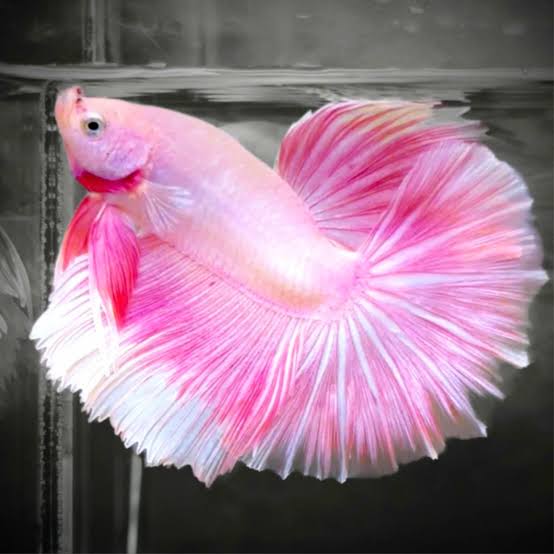 Betta Fish