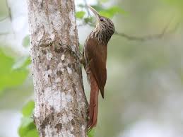 Image result for Streptocarpus leptopus