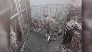 Thank you to paulmacs pets peterborough paulmac's pet food for their generous donation to hbr this year! Local Kennel Forced To Shut Down After Failing Inspection Has 2 Weeks To Remove Animals Wsbt