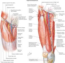 • acromion • clavicle • deltoid ( im injections) • humerus • biceps muscle • biciptal groove • brachila pulse( blood pressure) • triceps • olecrnon process( pt of the elbow) • medial /lateral epicondyles • triangle • cubital fossa • median cubital vein. Clinical Anatomy And Recipient Vessel Selection And Exposure In The Lower Extremity Plastic Surgery Key