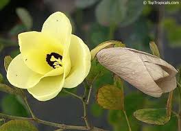 Image result for Bauhinia tomentosa