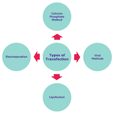 Maybe you would like to learn more about one of these? Introduction To Cell Transfection