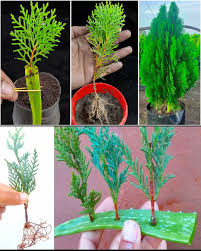 Image result for cuttings thujas