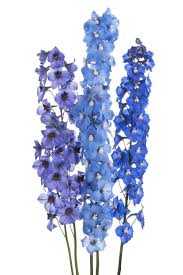 What does each flower symbolize? The Origin And Meanings Of Your Favorite Flowers