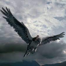 he s no longer earthbound and he s no longer burdened by all the problems that he has when he s on the ground if he could on harry potter hogwarts hayranlik