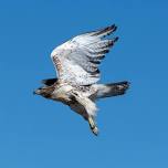 Raptor Release