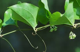 Image result for Barleria rotundifolia
