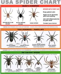 Partial paralysis and marked muscular weakness can persist for several. Spider Chart Spider Identification Chart Survival Spider Chart