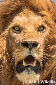 Lion Portrait Photography Print Lion Face Photo Lion Wall Etsy Lion Photography Lions Photos Lion Eyes