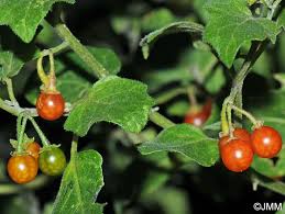 Image result for Solanum villosum