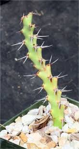 Image result for Ipomoea richardsiae