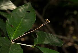 Image result for Lasiodiscus pervillei