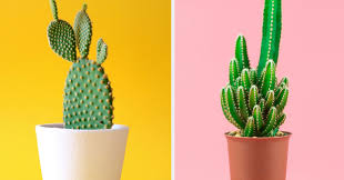 Well, my friend, what you want is an indie movie, part of an eclectic and increasingly undefinable category of film where the ambition of a project relates to more than its. What Cactus Fits Your Vibe