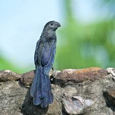 Image result for Arthropteris anniana