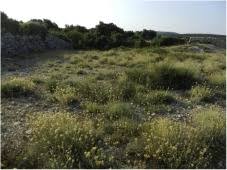 Image result for Helichrysum panduratum