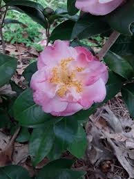 Camellia Nina Avery Com Imagens Beleza