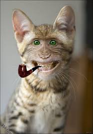 صور حيوانات فوتوشوب Weird Animals Animals Funny Animals