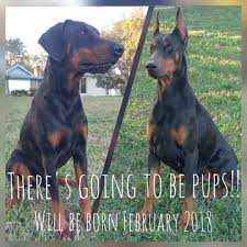 We have several dobermans available looking for their forever homes. Doberman Puppy For Sale Louisiana