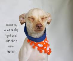 You can also use it to keep track of your completed quests, recipes, mounts, companion pets, and titles! Lost Paws Rescue Of Texas Reviews And Ratings Carrollton Tx Donate Volunteer Review Greatnonprofits