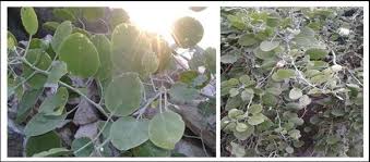Image result for Capparis cartilaginea
