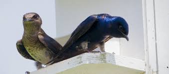 The scouts have been sighted and sub adults are starting to catch up. 7 Steps To Choosing A Purple Martin House Dress The Yard
