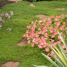 Image result for Sagina