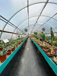 In a curious turn of events, the warming effect of cfcs. Groovy Plants Ranch Is A Plant Lover S Heaven