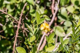 Image result for Kyphocarpa angustifolia