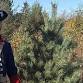 Choose Your Own Culloden Christmas Tree event image