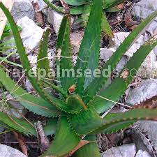 This prompted me to check out b&b cactus farm. Aloe Somaliensis Sheikh Aloe Buy Seeds At Rarepalmseeds Com