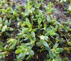 Image result for Polycarpon prostratum