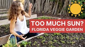 Maybe you would like to learn more about one of these? How Much Sun Do I Need To Grow Vegetables In Florida Organic Vegetable Gardening Youtube