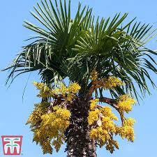 We did not find results for: Trachycarpus Fortunei Thompson Morgan