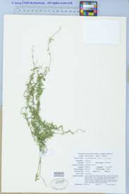 Image result for Cynanchum mulanjense