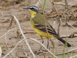 These can be friendly birds that are used to people, and they may build their nests around the homes or building structures in the towns. Eastern Yellow Wagtail Ebird