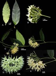 Image result for Marsdenia dregea