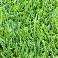 Pin By Bassma Ayman On Greenary Grass Plugs St Augustine Grass Grass Care