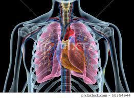In most tetrapods, ribs surround the chest, enabling the lungs to expand and thus facilitate breathing by expanding the chest cavity. Human Heart With Vessels Lungs Bronchial Tree And Cut Rib Cage Stock Images Page Everypixel