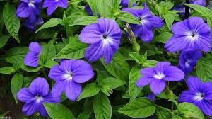 Image result for Browallia americana