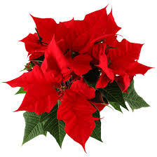 Compo Weihnachtsstern