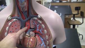 4d human anatomical torso model review!! Human Torso Overview Hd Video Basic Youtube