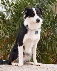 Pin Auf Border Collies