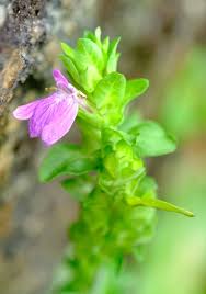 Image result for Meiosperma debile