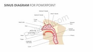 sinus diagram for powerpoint ent diagram map chart