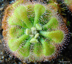Image result for Drosera natalensis